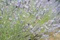 Lavender plants with shallow depth of field Royalty Free Stock Photo