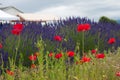 Lavender and poppies