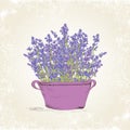 Lavender in the pot Royalty Free Stock Photo
