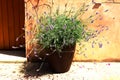 Lavender in a pot Royalty Free Stock Photo