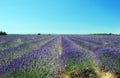 Lavender in Povence