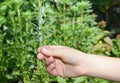 Lavender propagation. Taking lavender cuttings in summer is a good way to start as they root easily