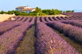 Lavender in Provence Royalty Free Stock Photo