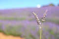 Lavender Royalty Free Stock Photo