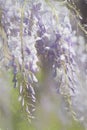 Lavender Purple Chinese Wisteria Blossoms Digitally Painted