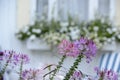 Lavender and purple Cleome Flowers in a New England Coastal Cottage Royalty Free Stock Photo