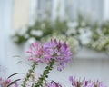 Lavender and purple Cleome Flowers in a New England Coastal Cottage Royalty Free Stock Photo