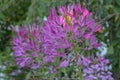 Lavender and purple Cleome Flowers in a New England Coastal Cottage Royalty Free Stock Photo