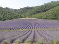 Lavender purple field before trees and hills