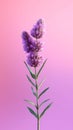 Lavender purple flower blurred background. Nature theme Royalty Free Stock Photo