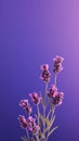 Lavender purple flower blurred background. Nature theme Royalty Free Stock Photo