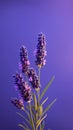 Lavender purple flower blurred background Royalty Free Stock Photo