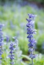 Lavender purple flowers blossom field garden. beautiful natural background