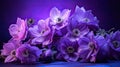 lavender purple flowers isolated Royalty Free Stock Photo