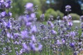 Purple flowers in Victoria, Australia Royalty Free Stock Photo