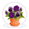 Lavender & Purple Pansies