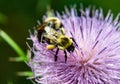 Lavender and Purple Thistle Bloom and Bumble Bee`s Royalty Free Stock Photo