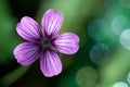 Lavender Purple Wild Geranium Flower Royalty Free Stock Photo