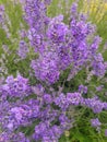 Lavender in the rain. Royalty Free Stock Photo