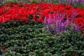 Lavender and red salvia flowers field in the garden. Selective focus Royalty Free Stock Photo