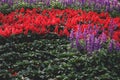 Lavender and red salvia flowers field in the garden. Selective focus Royalty Free Stock Photo
