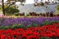 Lavender and red salvia flowers field in the garden. Selective focus Royalty Free Stock Photo