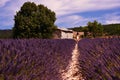 Lavender field, tree, an old barn and a woman