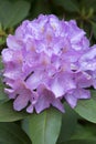 Lavender rhododendron flowers blooming in spring in South Windsor, Connecticut. Royalty Free Stock Photo