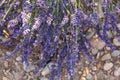 Lavender on rocky soil, Provence, France Royalty Free Stock Photo