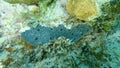 Lavender rope sponge (Niphates erecta) undersea, Caribbean Sea, Cuba