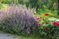 Lavender and rose bushes in a garden