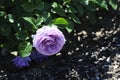 Barona Rose Garden Series - Violet\'s Pride - Fragrant Lavender Purple Rosa Centifolia Royalty Free Stock Photo