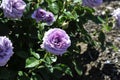 Barona Rose Garden Series - Violet\'s Pride - Fragrant Lavender Purple Rosa Centifolia Royalty Free Stock Photo