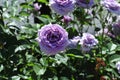 Barona Rose Garden Series - Violet\'s Pride - Fragrant Lavender Purple Rosa Centifolia Royalty Free Stock Photo