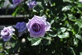 Barona Rose Garden Series - Violet\'s Pride - Fragrant Lavender Purple Rosa Centifolia Royalty Free Stock Photo