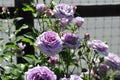 Barona Rose Garden Series - Violet\'s Pride - Fragrant Lavender Purple Rosa Centifolia Royalty Free Stock Photo