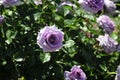 Barona Rose Garden Series - Violet\'s Pride - Fragrant Lavender Purple Rosa Centifolia Royalty Free Stock Photo