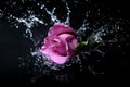 Lavender rose splash Royalty Free Stock Photo