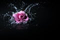 Lavender rose splash Royalty Free Stock Photo