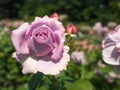 Lavender Roses in Bloom