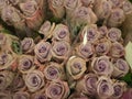 Lavender roses at the farmers market