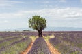 Lavender row leading to an almond tree Royalty Free Stock Photo