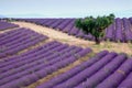 Lavender rows Royalty Free Stock Photo