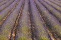 Lavender rows