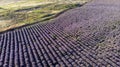 Blooming Lavender Field Aereal Drone View