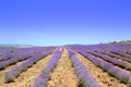 Lavender rows