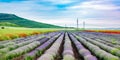 Lavender rows Royalty Free Stock Photo