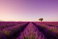 Lavender rows lines at sunset iconic Provence fields Royalty Free Stock Photo