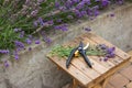 lavender seasonal pruning, bunch of cut lavender and pruning shears against a backdrop of flowering lavender bushes