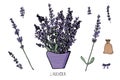 Lavender set composition in doodle style. Royalty Free Stock Photo